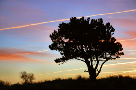 eenzaam in de duinen