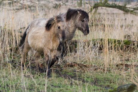 wilde paarden