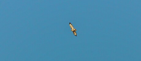 buizerd