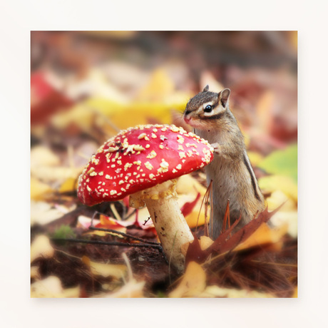 op een grote paddestoel,,,,