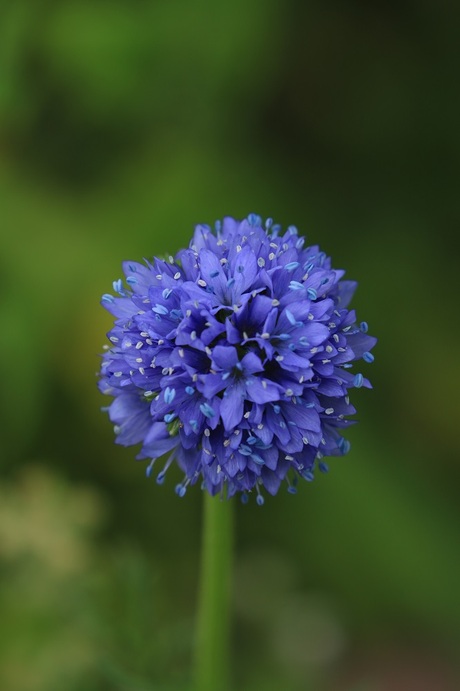 Blauwe Allium