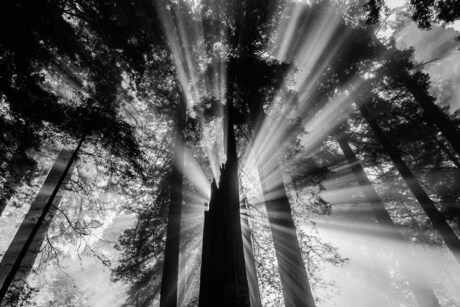 Redwood National Park USA
