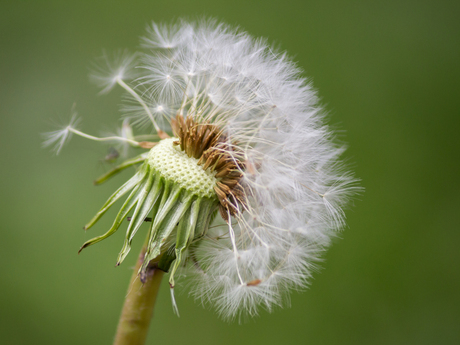 Uitgebloeide paardenbloem