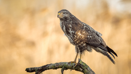 Buizerd