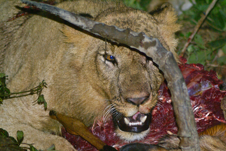 Etende leeuwin Kenia