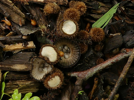 Gestreepte nestzwam