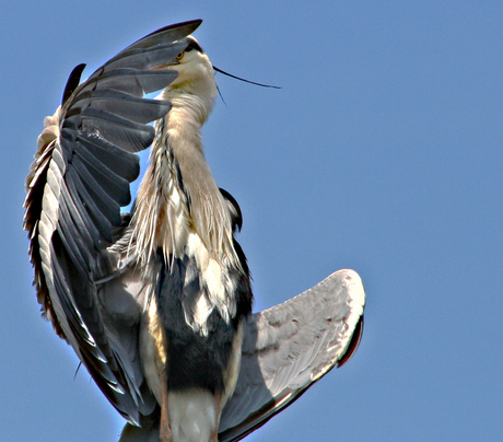 Modelreiger 1