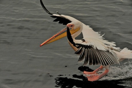 Walvis Bay