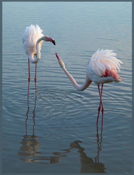 Bekvechtende Flamingo's