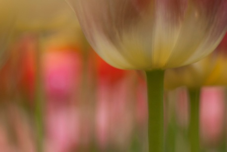 Tulpenveld