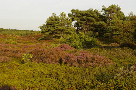 Schoorl, de hei.....