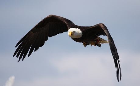 Bald Eagle