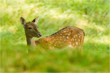 Bambi in Holland