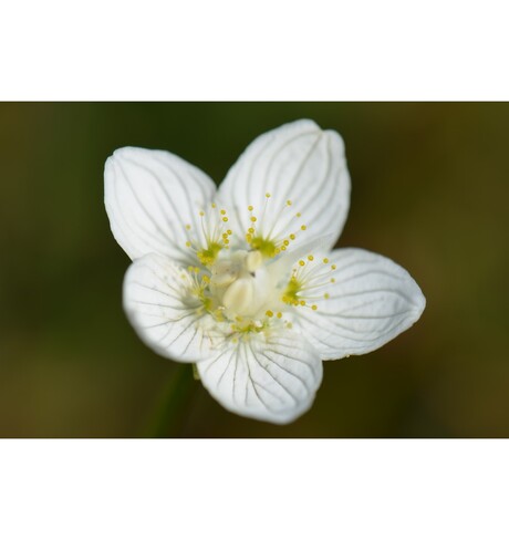 Parnassia