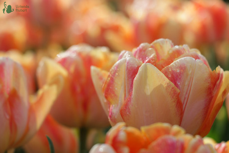 tulpenveld in keukenhof