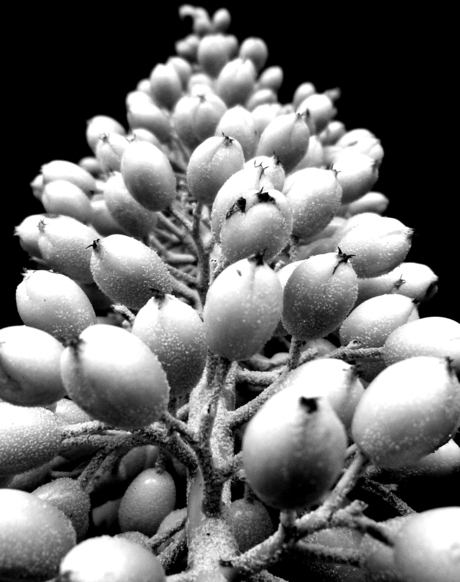 Bloem B/W