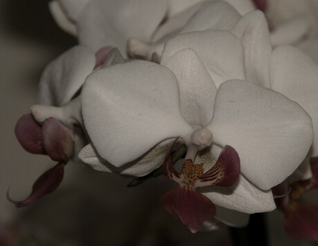 Orchidee