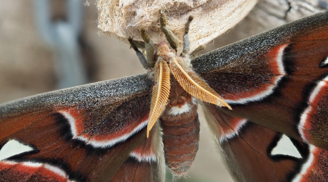 Atlas Vlinder (Attacus atlas)