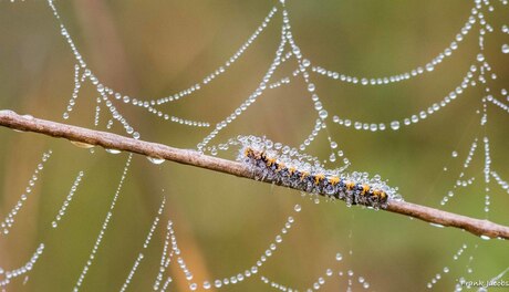 Pearls of nature