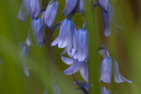 Bluebells