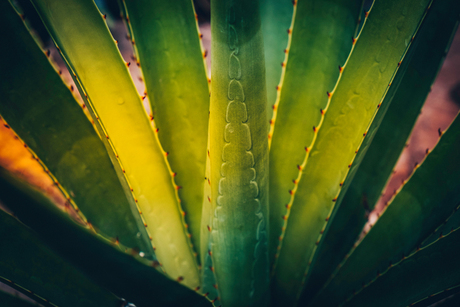 Agave for Mezcal