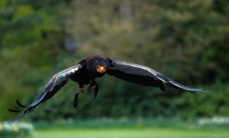 Bateleur in actie