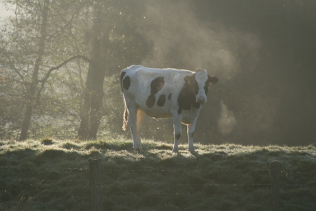 koe in ochtendnevel