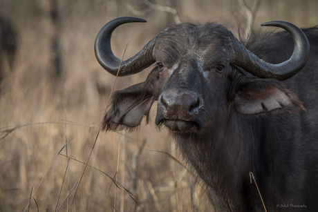 Kruger park Zuid Afrika ...