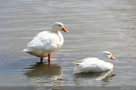 staan op water