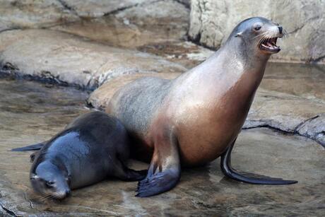 Zeehonden in Blijdorp