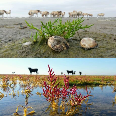 zeekraal zomer vs herfst