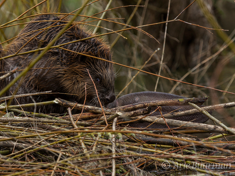 Bever op zijn Burcht kopie 9063