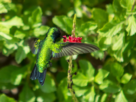 Smaragdgroene kolibrie op Curacao