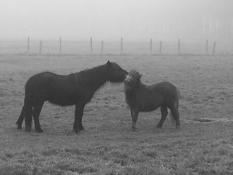 paardenliefde in de mist