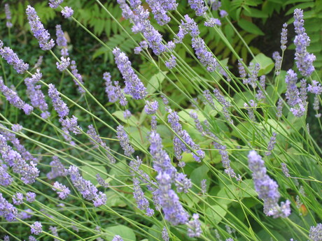 Lavendel