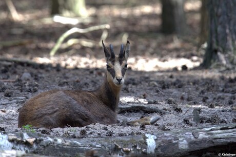 13_2018 Wildpark Gangelt Duitsland