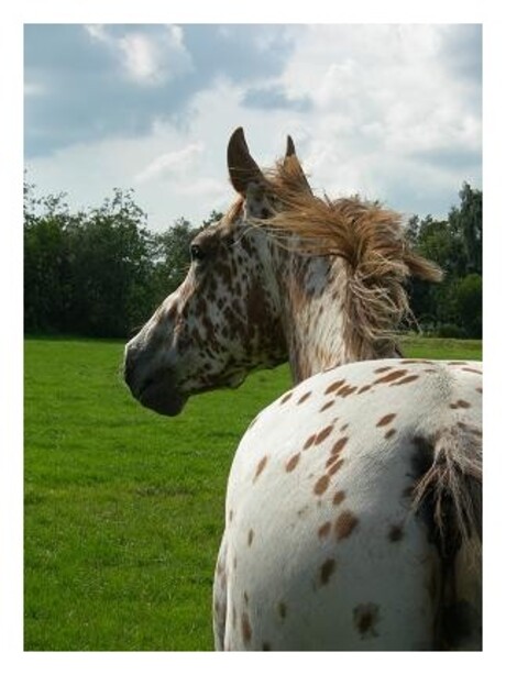 Appaloosa paard