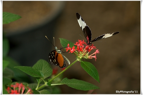 Foto's uit Vlindertuin