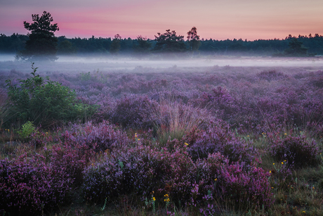 De stilte van de natuur