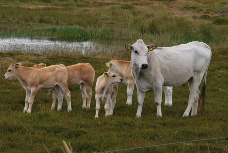 Koeien op Texel