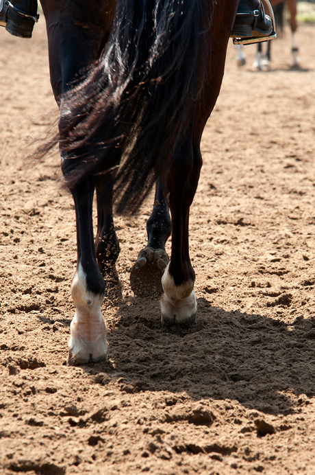 Paarden concours