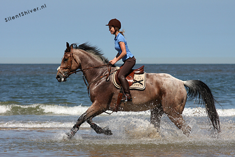 Rennend paard in de zee