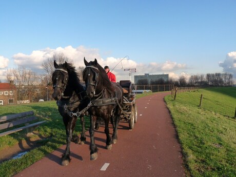 Tweespan in galop H v Holland 16 nov 2010