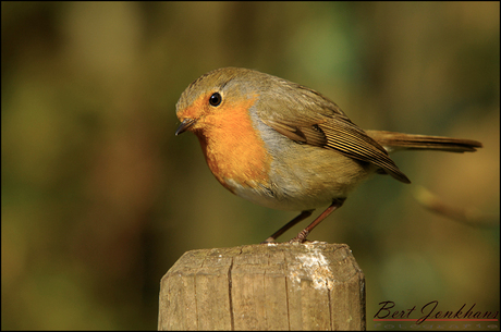 Roodborst