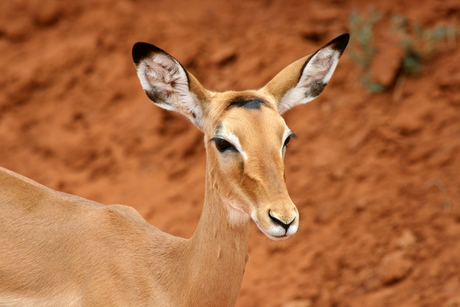 Impala