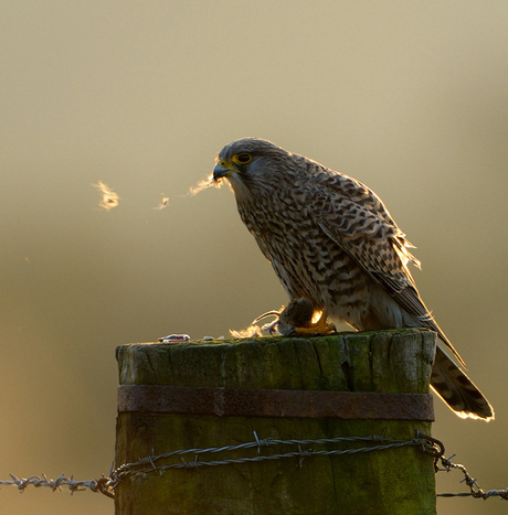 Blowing in the wind