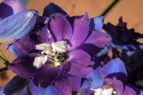 Clematis van dichtbij