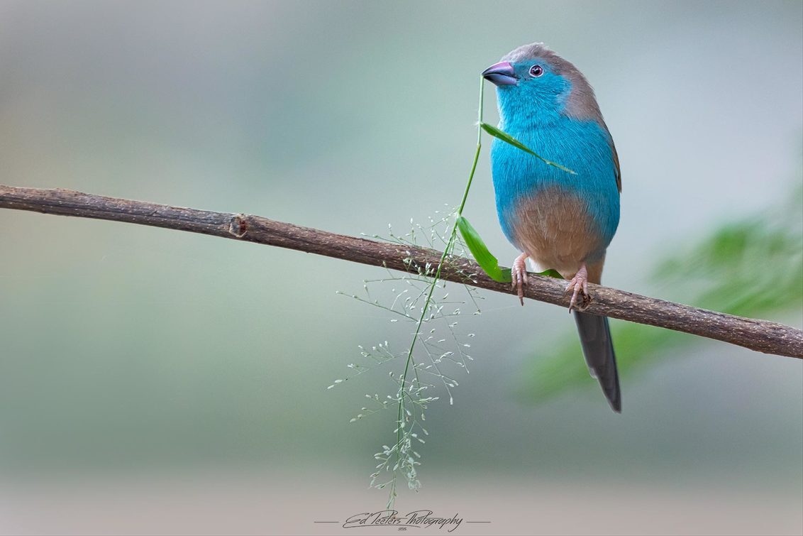 Building a nest - Een blauwfazantje die een nestje gaat bouwen. - foto door EdPeetersPhotography op 02-03-2020 - deze foto bevat: natuur, vogels, vogel, bouwen, afrika, nest, malawi, blauwfazantje