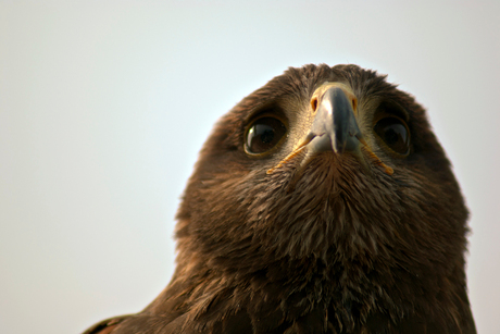 roofvogel photokina 2010