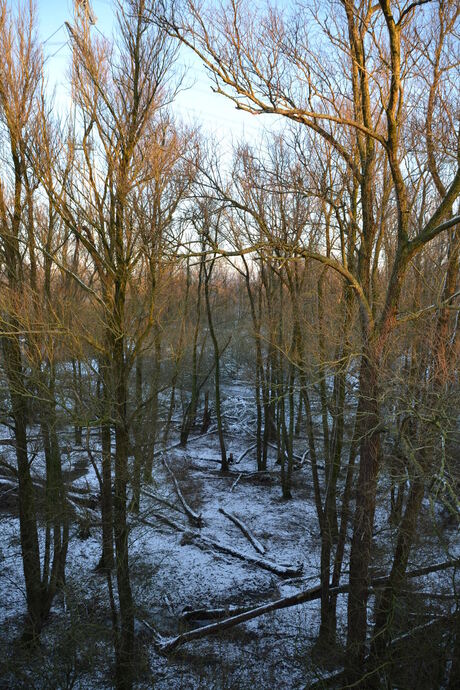 Sneeuw, zonsondergang, bos